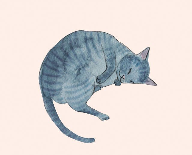 Le chat - marie deligny - illustrateurs/rices