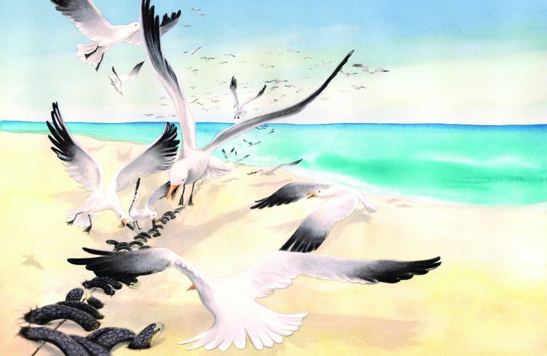 Lati.jpg - marie legrand - illustrateurs/rices