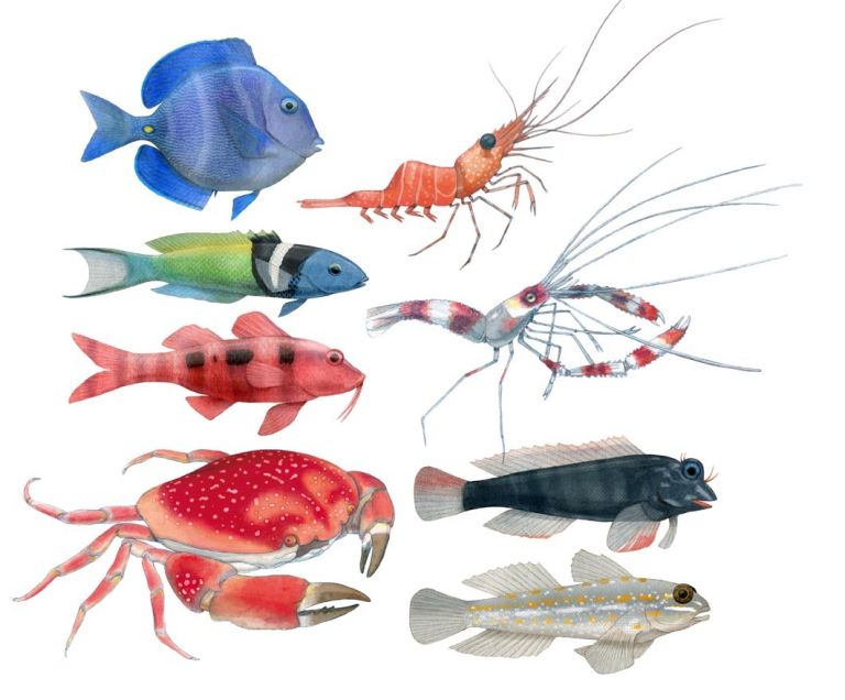  - melissa faidherbe - illustrateurs/rices