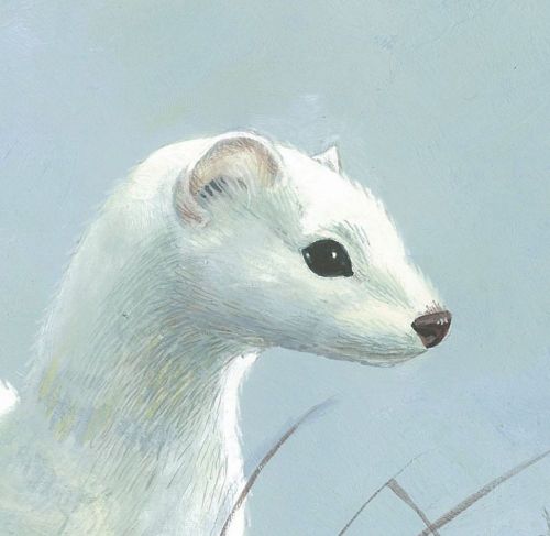 melissa faidherbe - illustrateurs/rices